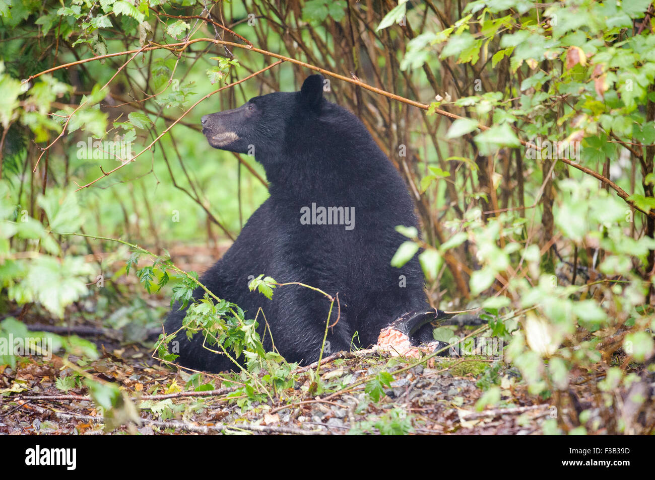 Black Bear (Ursus americanus) eating salmon, Thornton Fish Hatchery