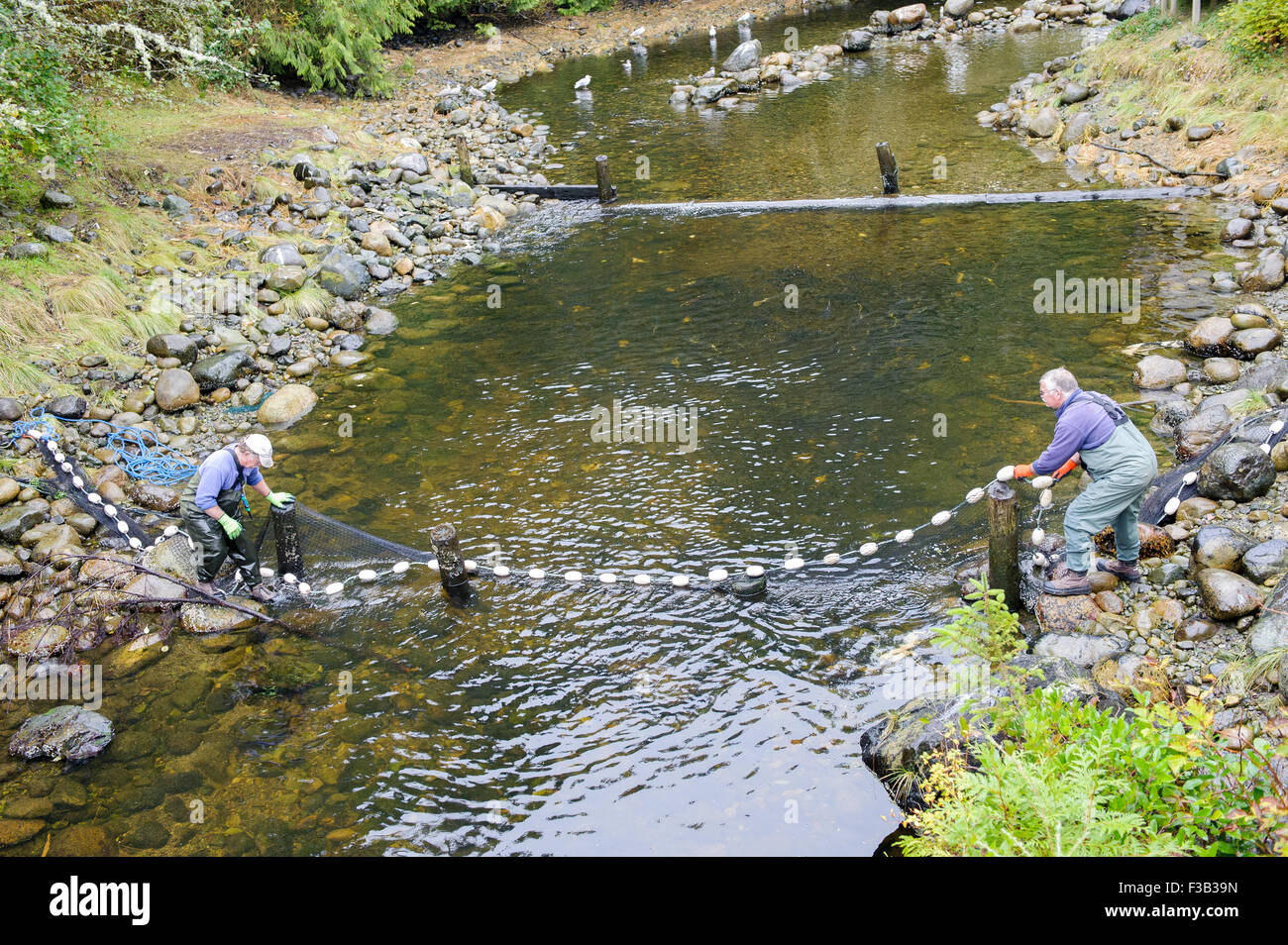 Hatchery workers netting Salmon to collect eggs and sperm for the fish hatchery at    Thornton Fish Hatchery Stock Photo