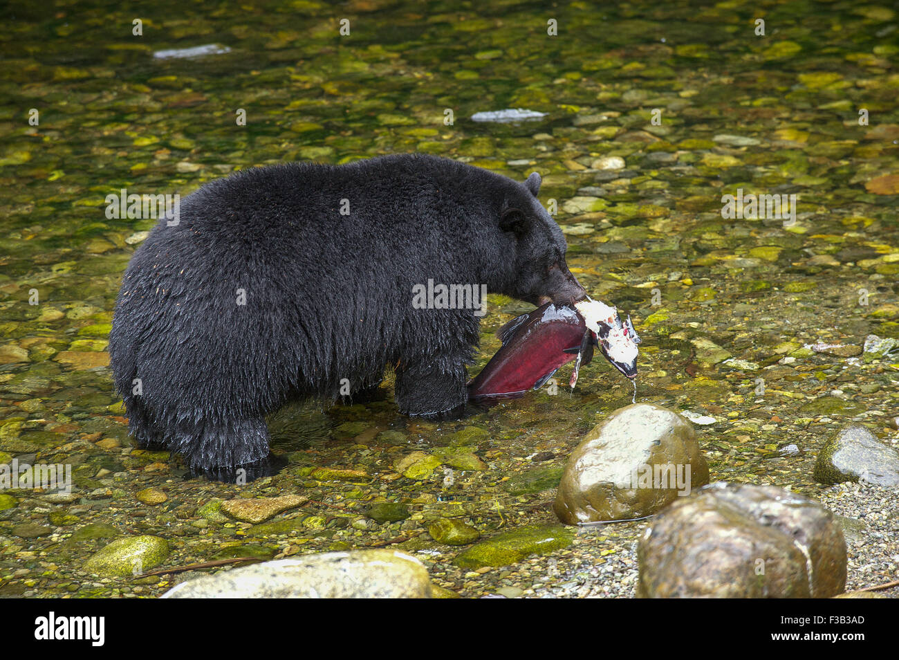 Black Bear (Ursus americanus) eating salmon,   Thornton Fish Hatchery, Ucluelet,  British Columbia, Canada Stock Photo