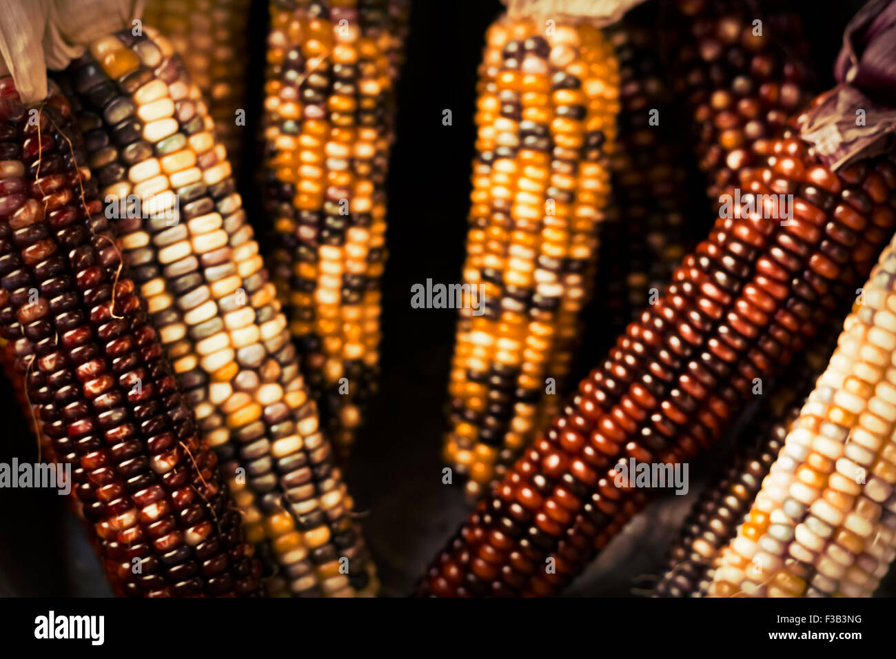 Dried decorative Indian corn for Autumn themed background image Stock Photo