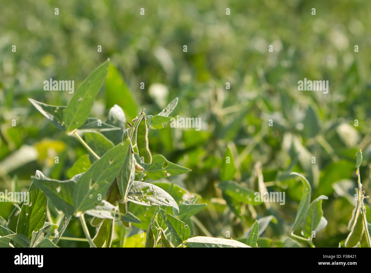 soybean field farm crop agriculture Stock Photo - Alamy