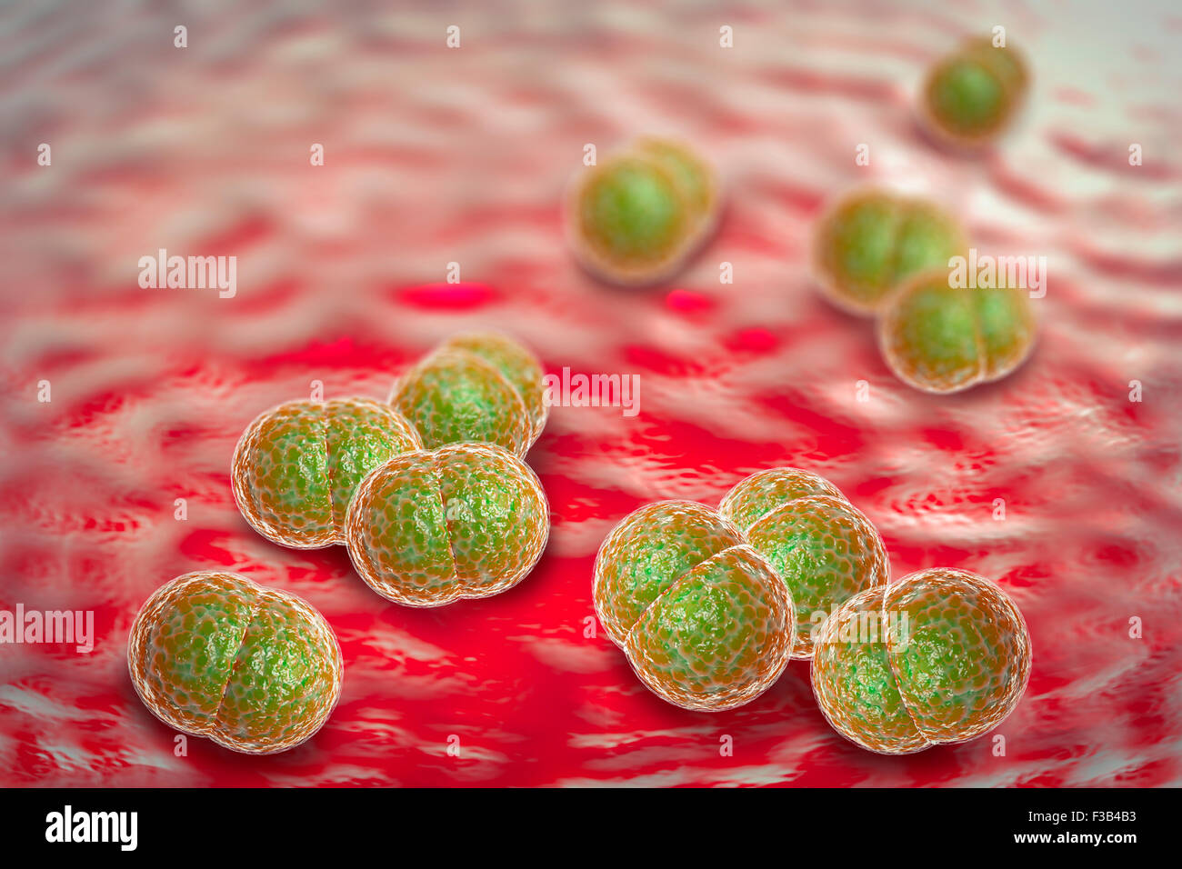 3D microscope close up of meningitis bacteria, also known as ...