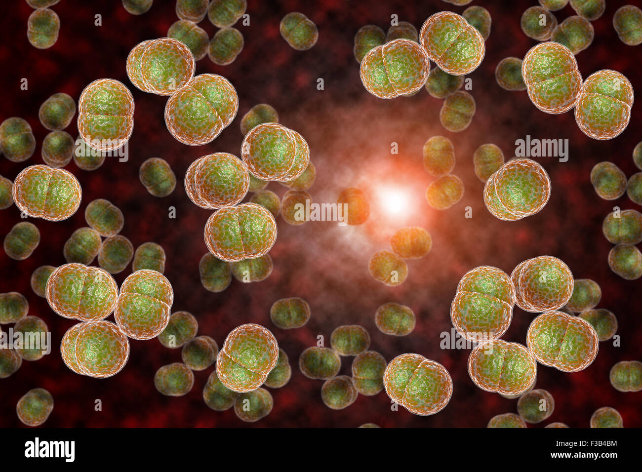 3D microscope close up of meningitis bacteria, also known as ...