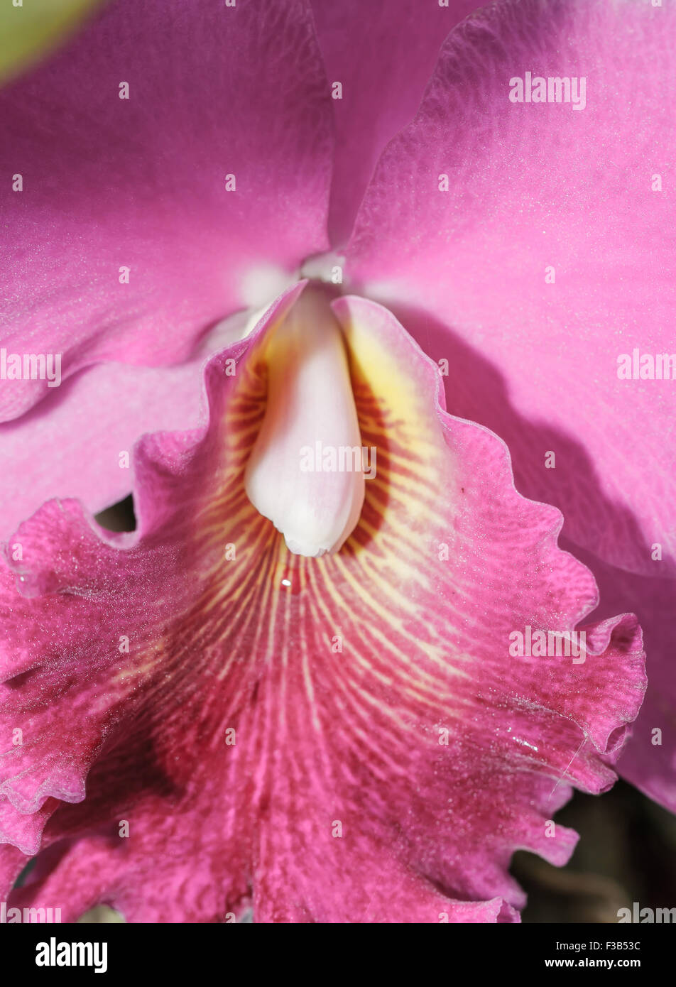 Cattleya labiata orchids Stock Photo