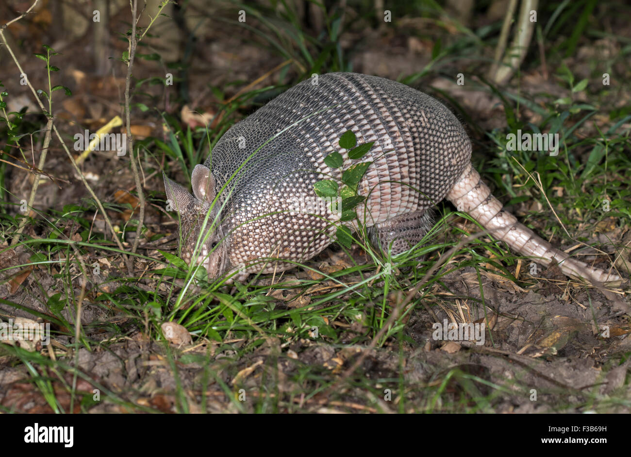 Nine-banded Armadillo (Dasypus novemcinctus), adult, foraging at night, Brazos Bend State Park, Needville, Texas, USA. Stock Photo