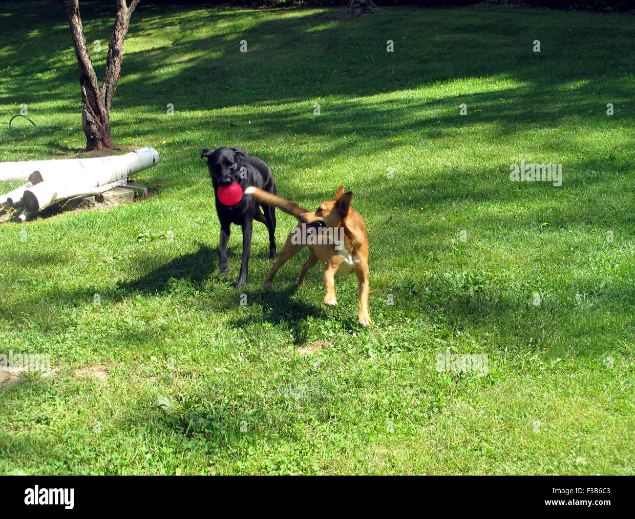 Carolina dog and black field lab dogs playing with a red ball and