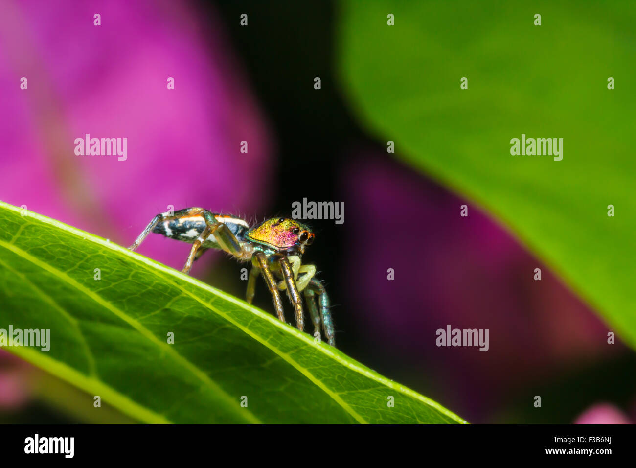 Jumping spider on green leaf Stock Photo - Alamy