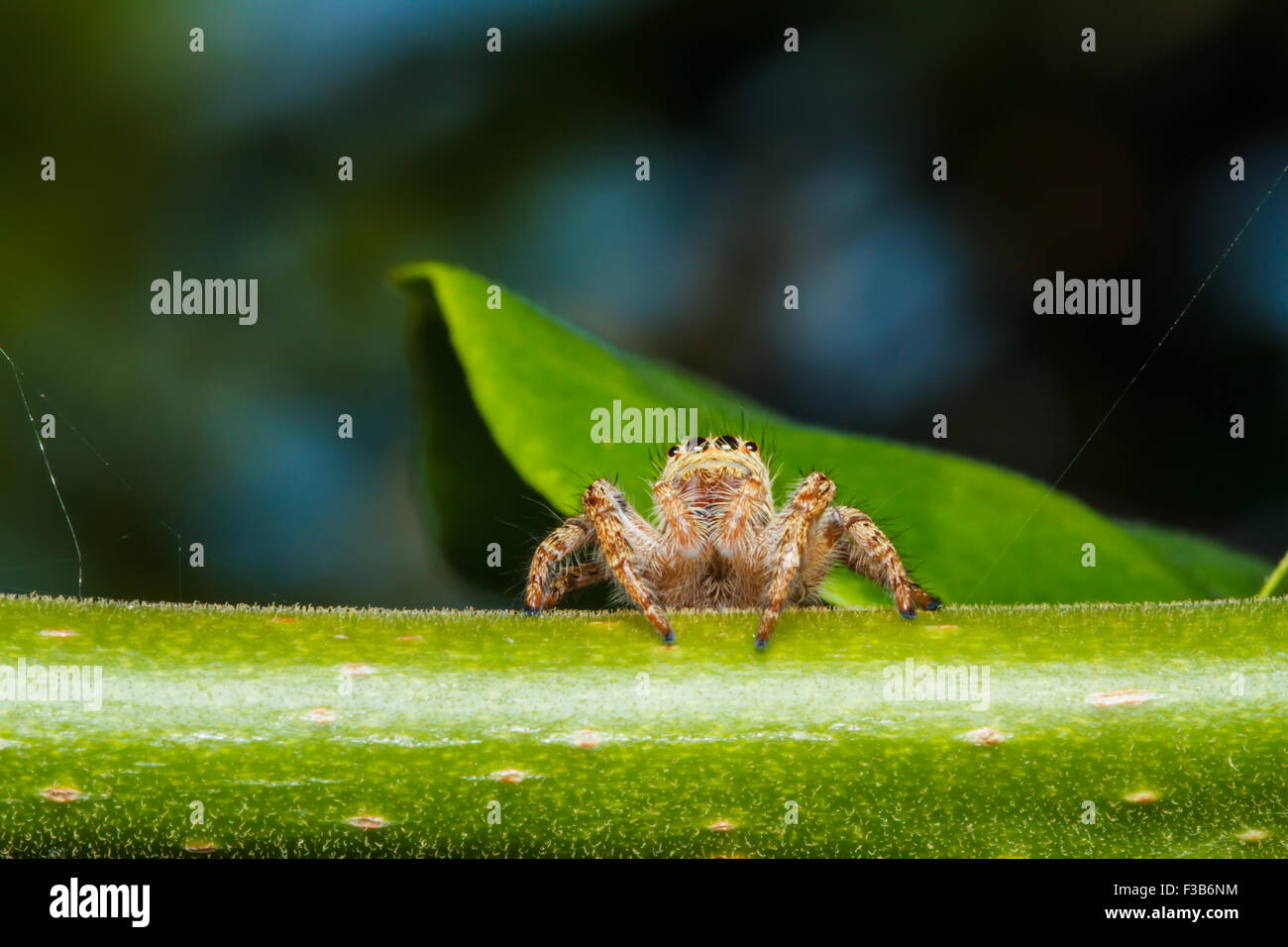 Jumping spider on green leaf Stock Photo - Alamy