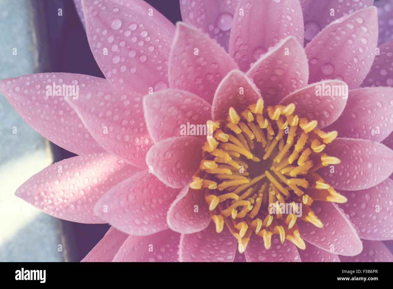 water lily in pond close up Stock Photo - Alamy