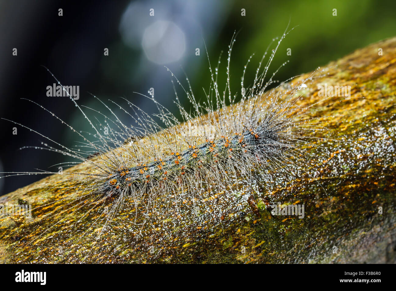 hairy caterpillars Stock Photo Alamy