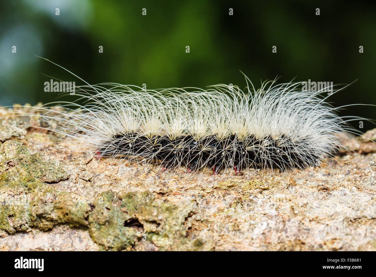 hairy caterpillars Stock Photo Alamy
