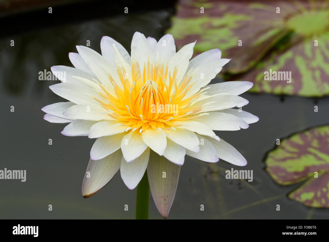 Yellow water lily Stock Photo - Alamy