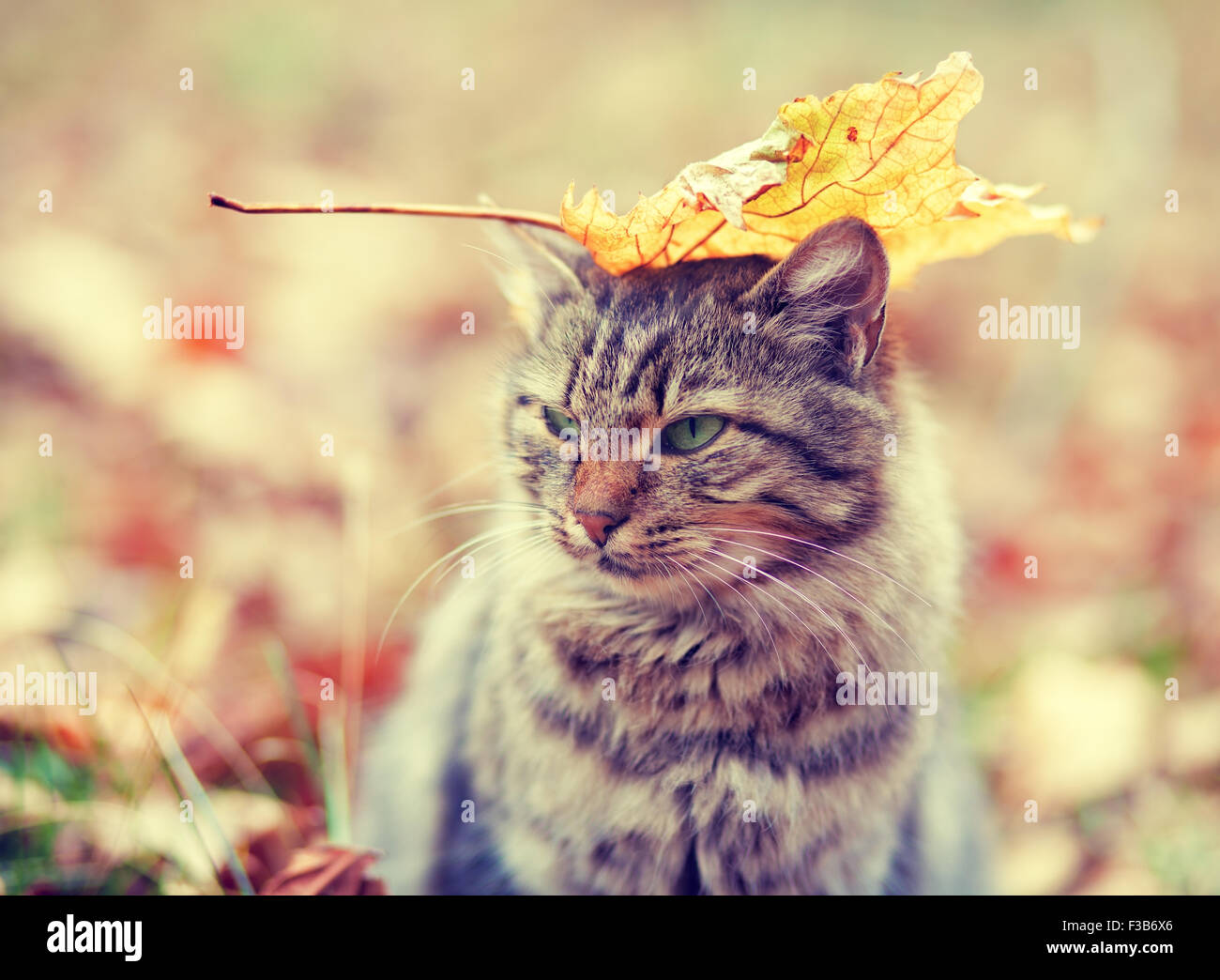 Siberian cat cat with a leaf on his head sitting in the autumn forest ...