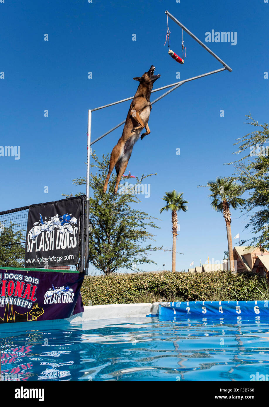 malinois dock diving
