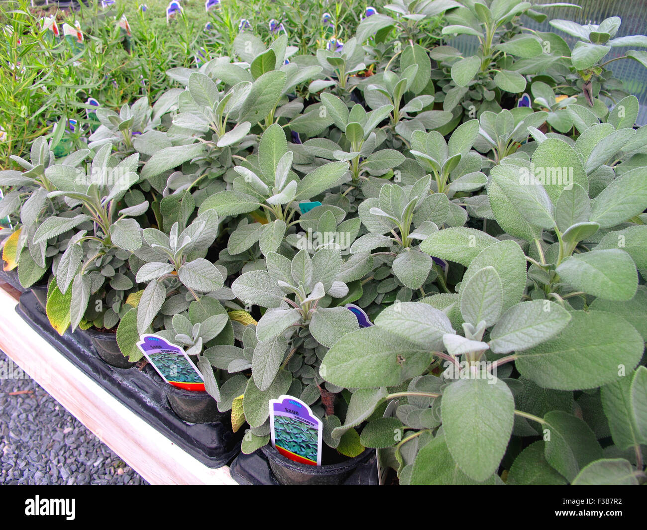 Nursery plant labels hires stock photography and images Alamy