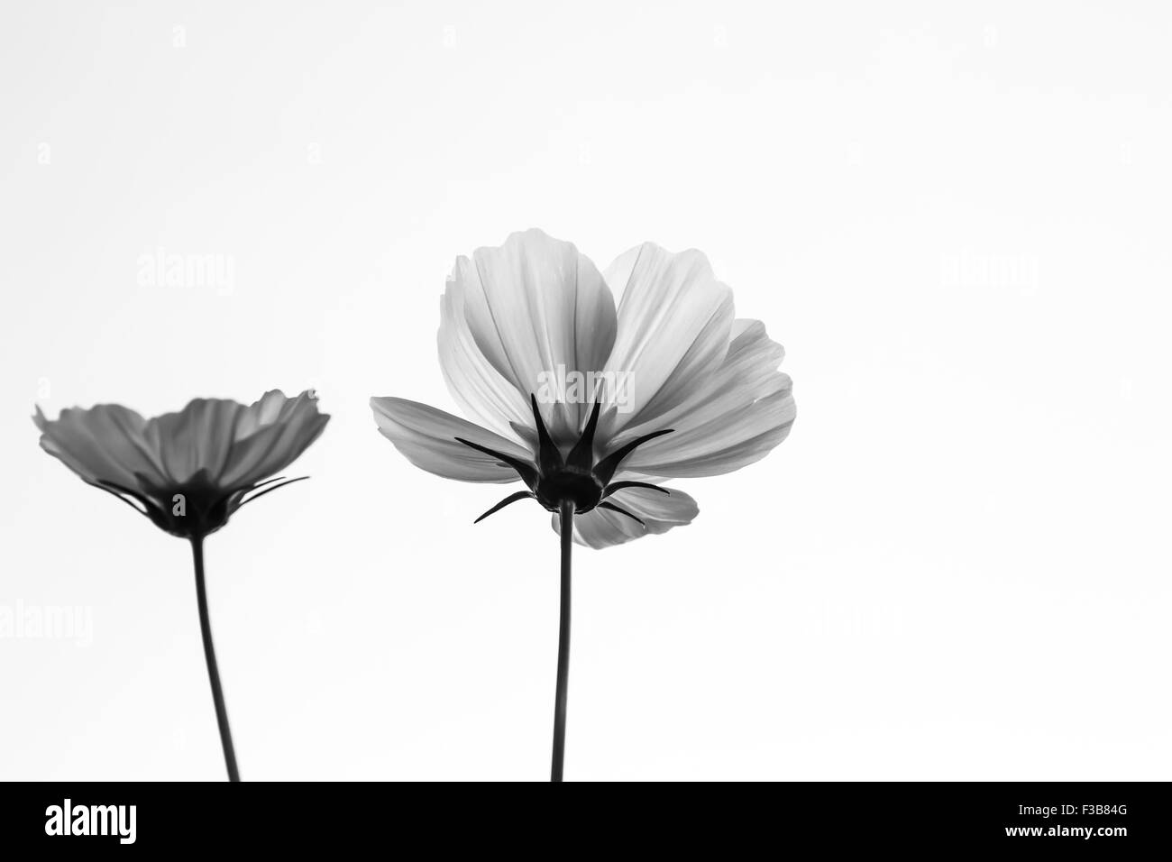 White cosmos summer flowers Black and White Stock Photos & Images - Alamy