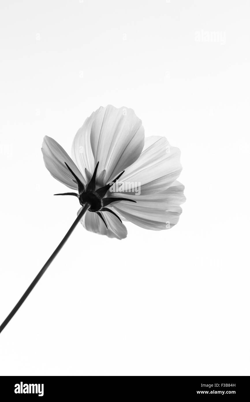 Cosmos flower field Black and White Stock Photos & Images - Alamy