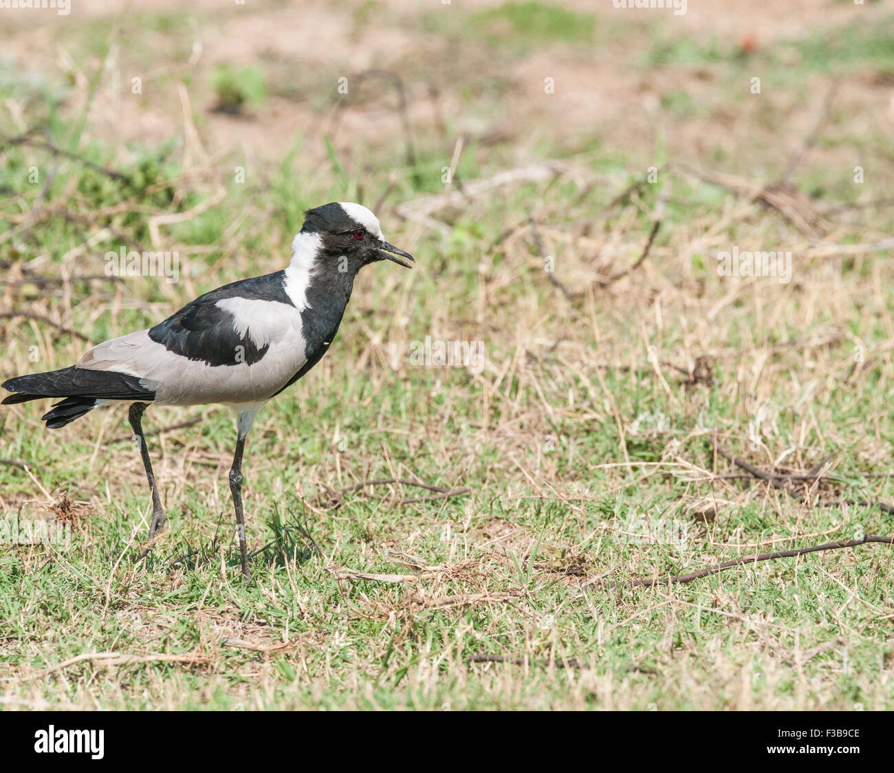 A blacksmith lapwing with its beak partially open foraging on the ground Stock Photo