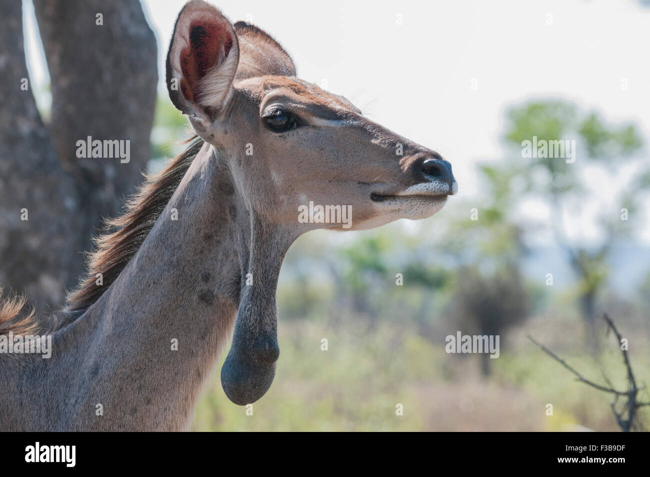 A kudu cow with a growth on her neck in the Kruger National Park Stock Photo