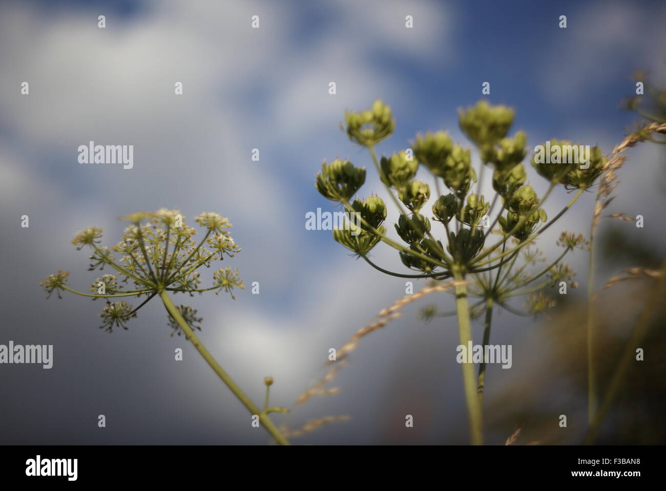 Hog weed hi-res stock photography and images - Alamy
