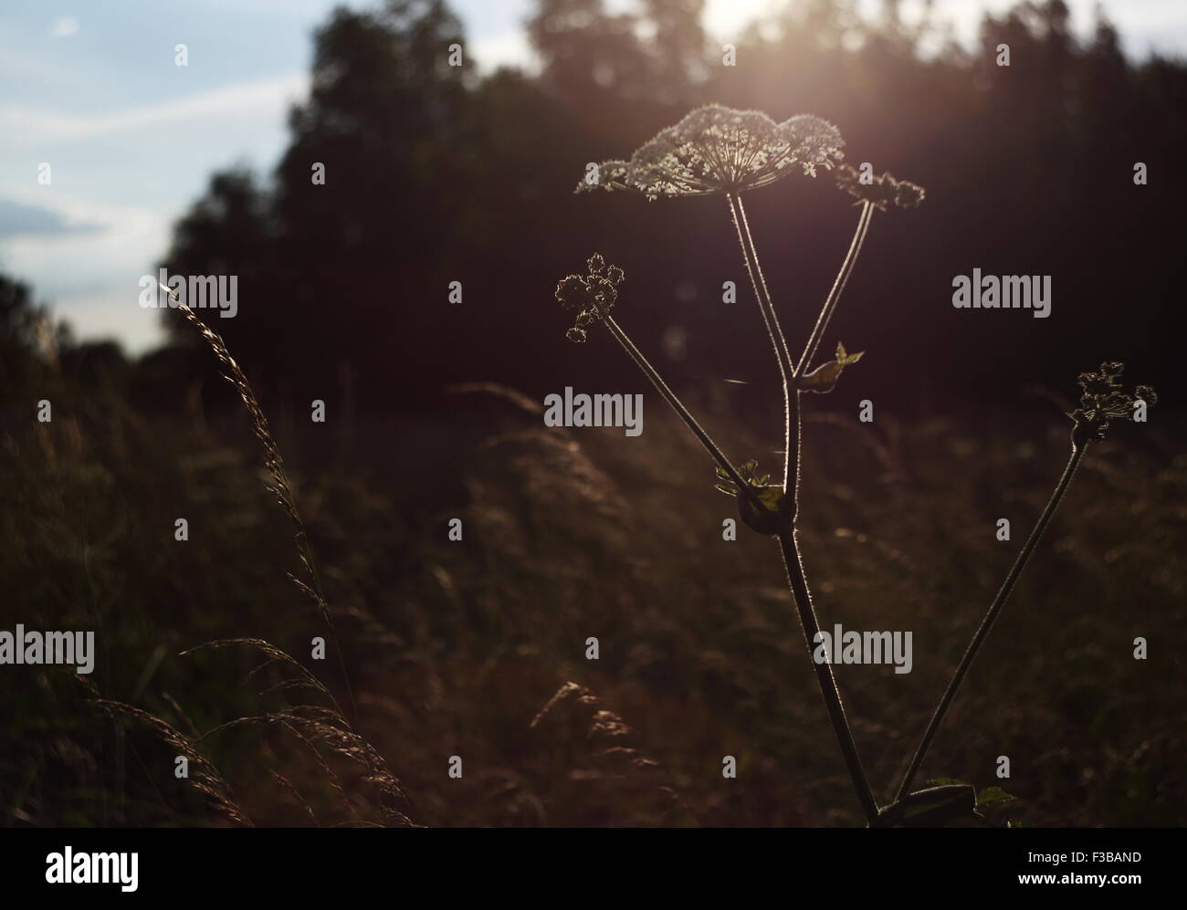 Hog weed hi-res stock photography and images - Alamy
