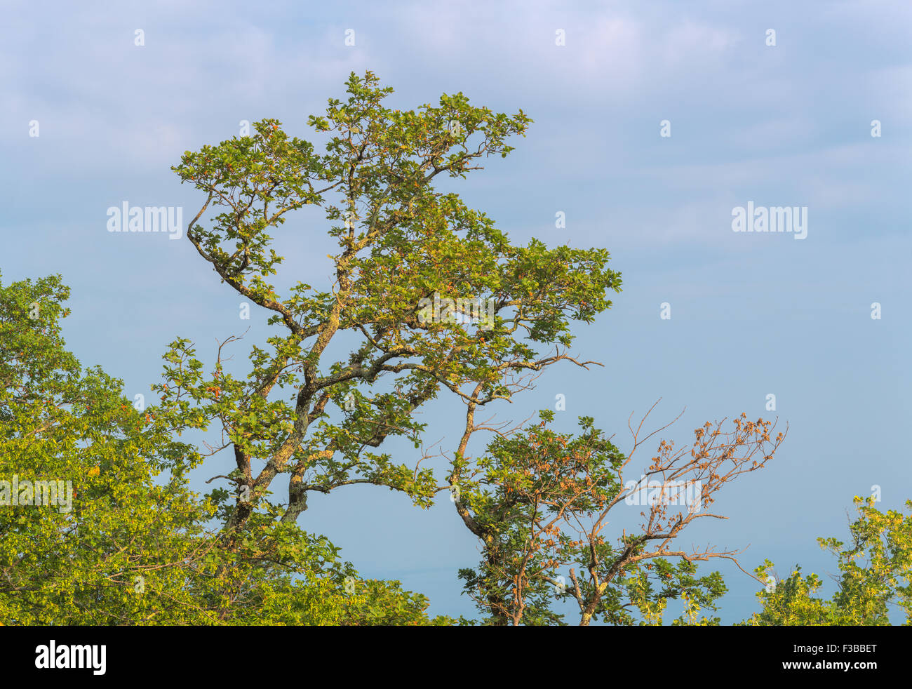 Young oak green tree on blue sky background Stock Photo - Alamy