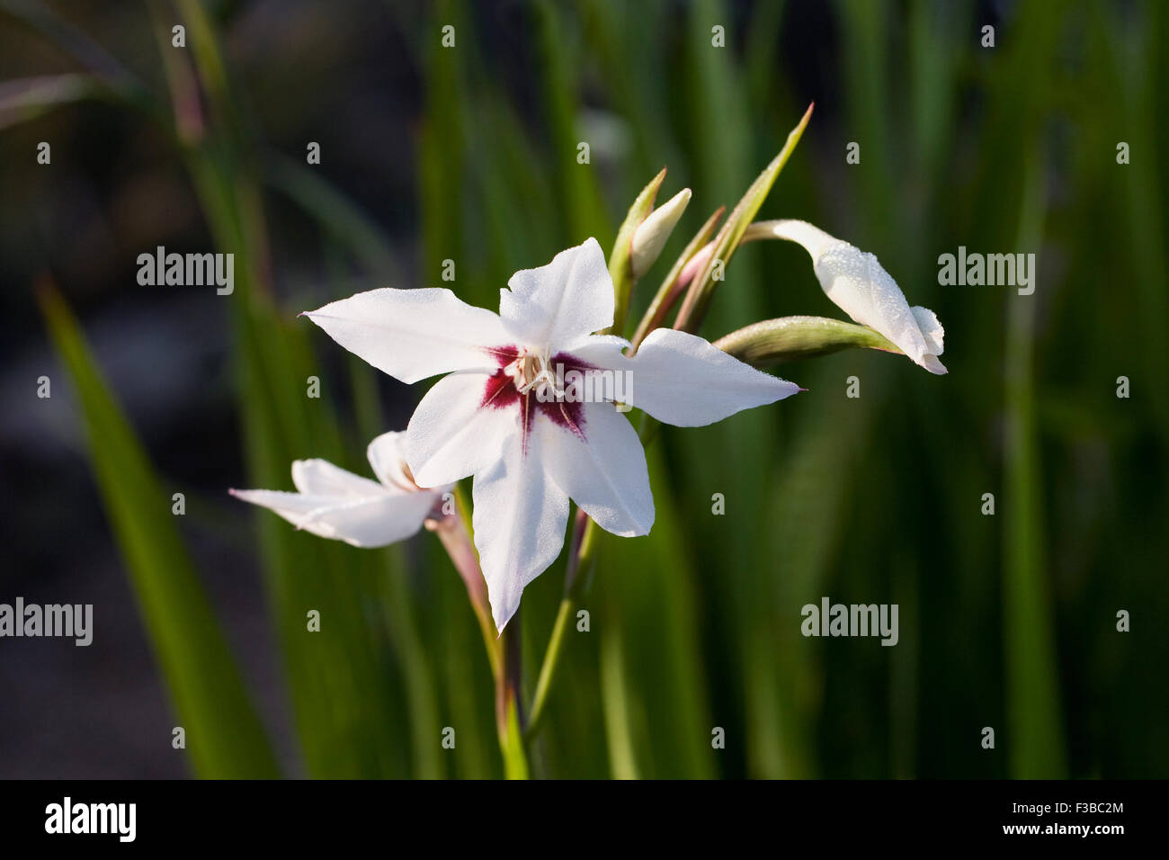 Gladiolus murielae in an herbaceous border. Stock Photo