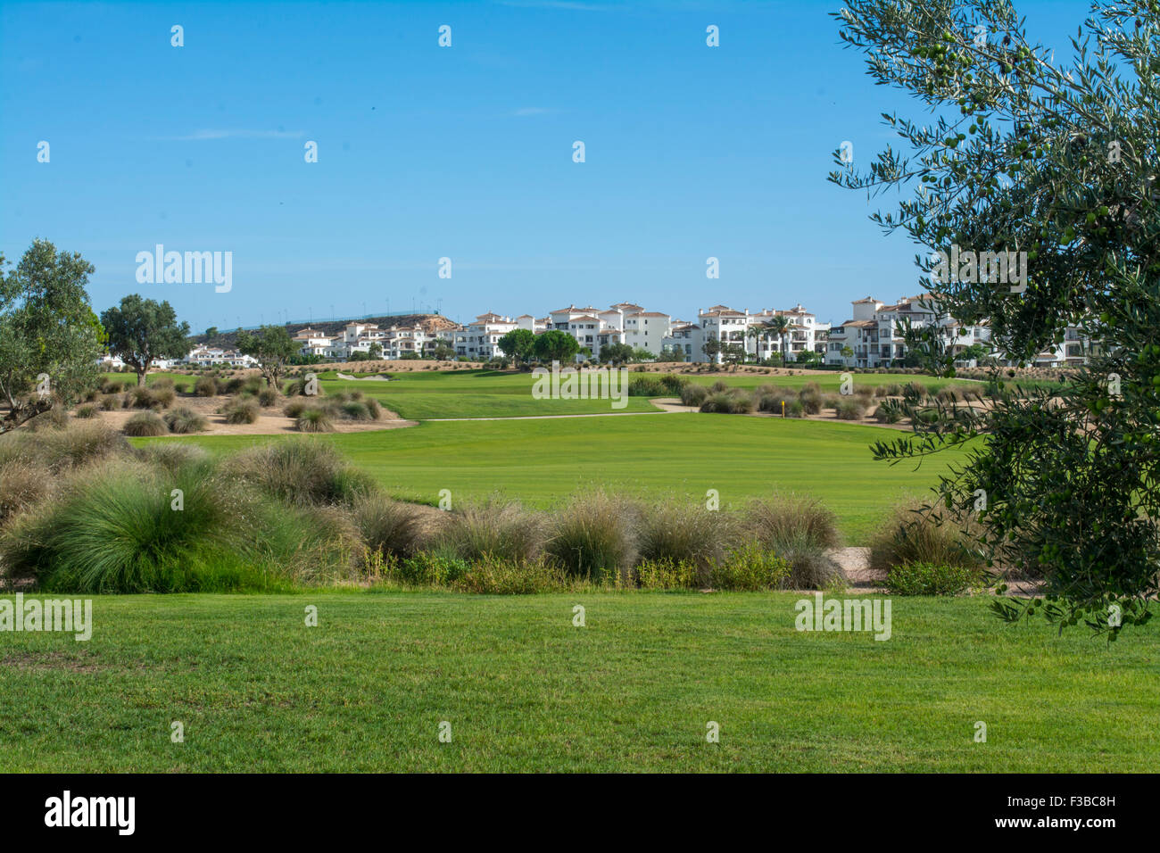 Olive Tree & Views of the Golf Course at Hacienda Riquelme Golf Resort,  Murcia, Spain Stock Photo - Alamy
