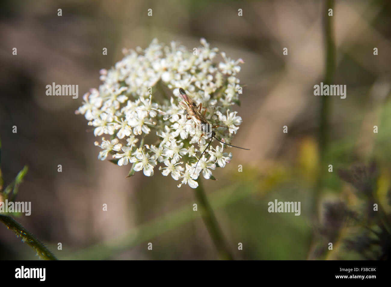 white flower with insect Stock Photo