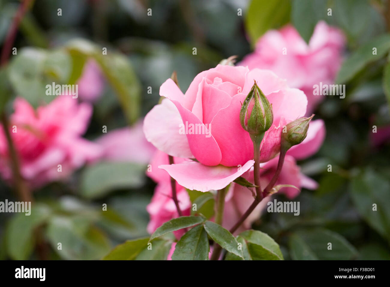 Rosa You're Beautiful 'Fryracy'. Pink rose in an English garden. Stock Photo