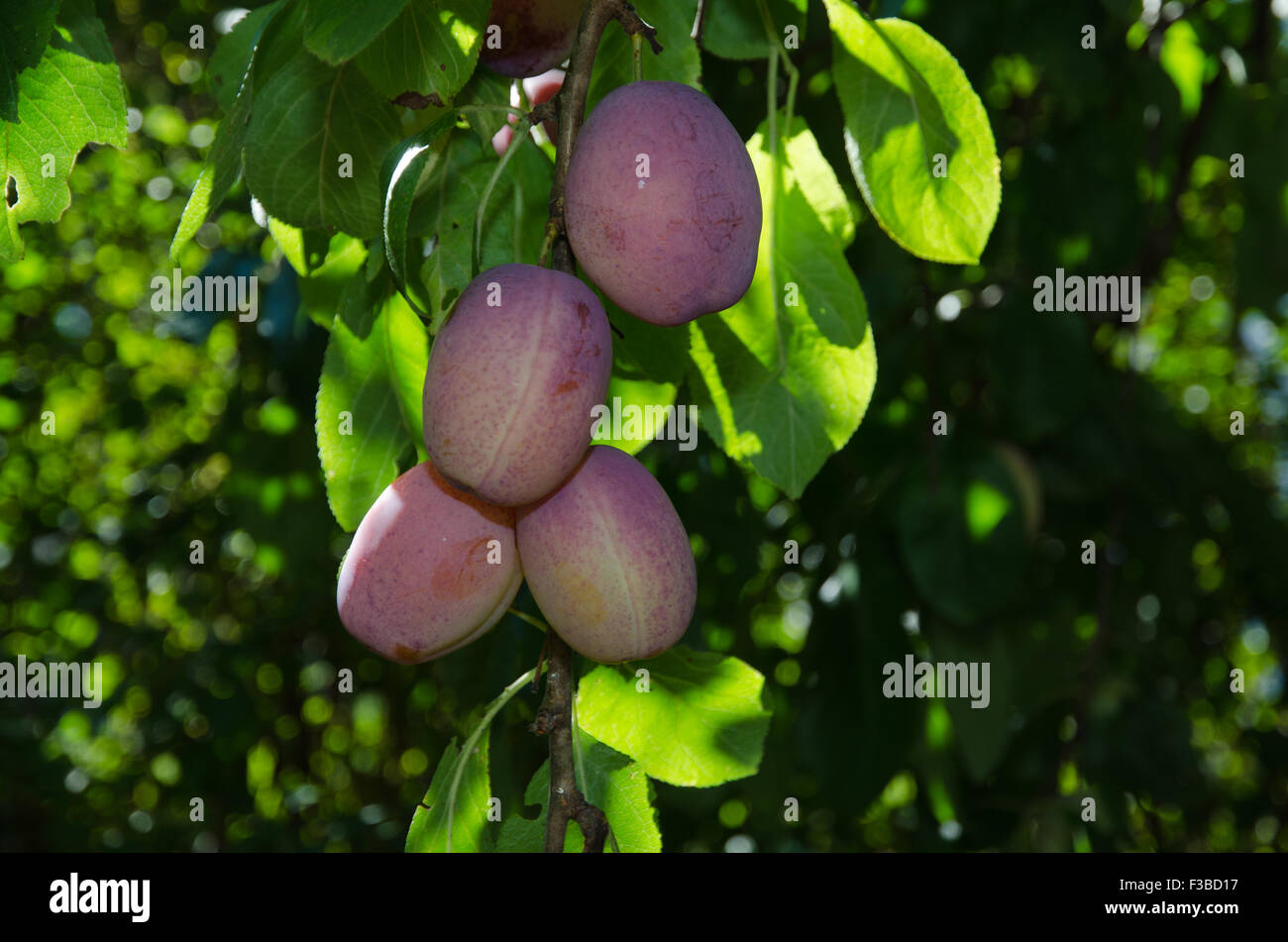 Riped plums in a garden just before harvest Stock Photo
