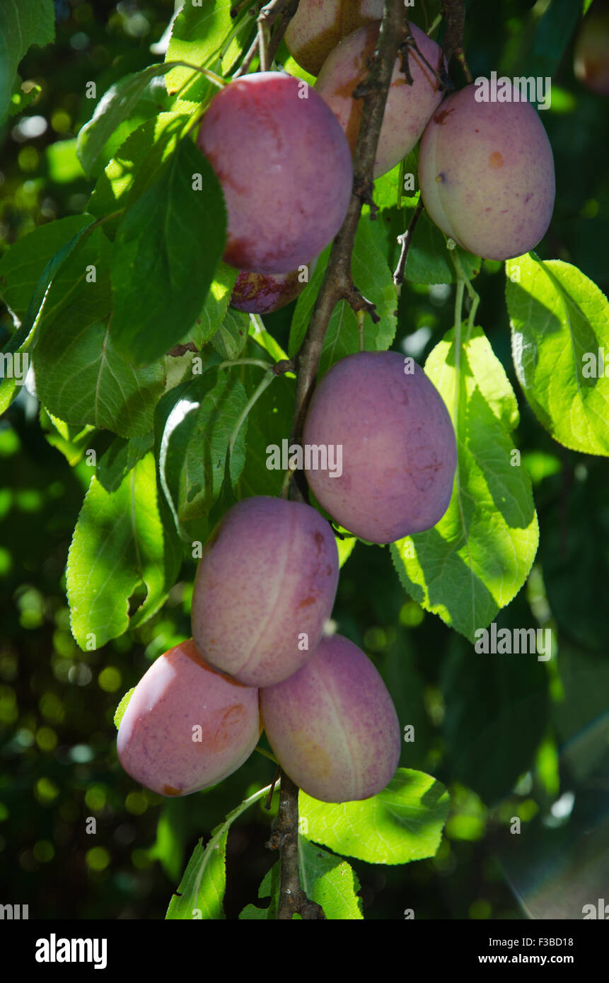 Growing plums among green leaves just before harvest Stock Photo