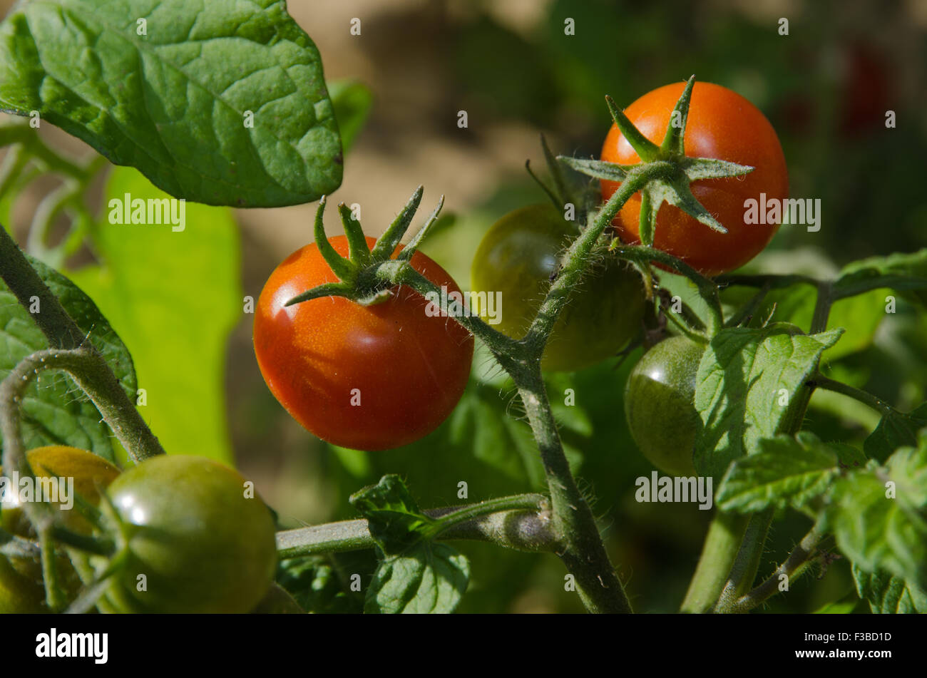 Closeup of red tomatoes ready to harvest in a garden Stock Photo - Alamy