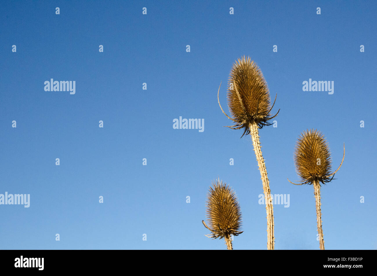 Closeup of wild teasels heads at a clear blue sky Stock Photo