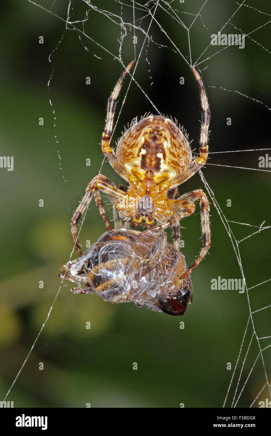 Close-up, macro photo of a spider on a web with its captured wasp. Stock Photo