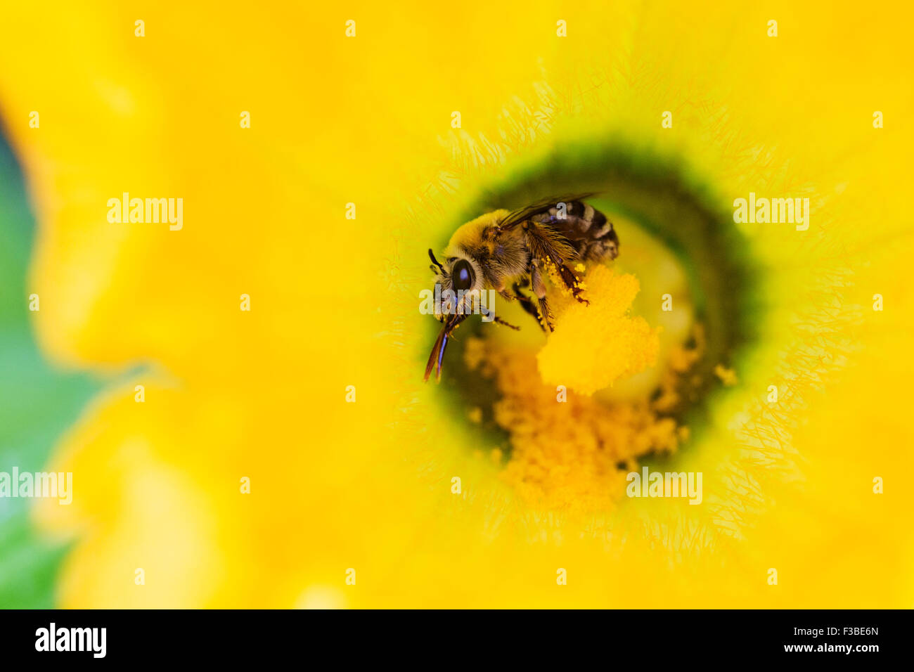 One Honey Bee full of pollen Stock Photo - Alamy