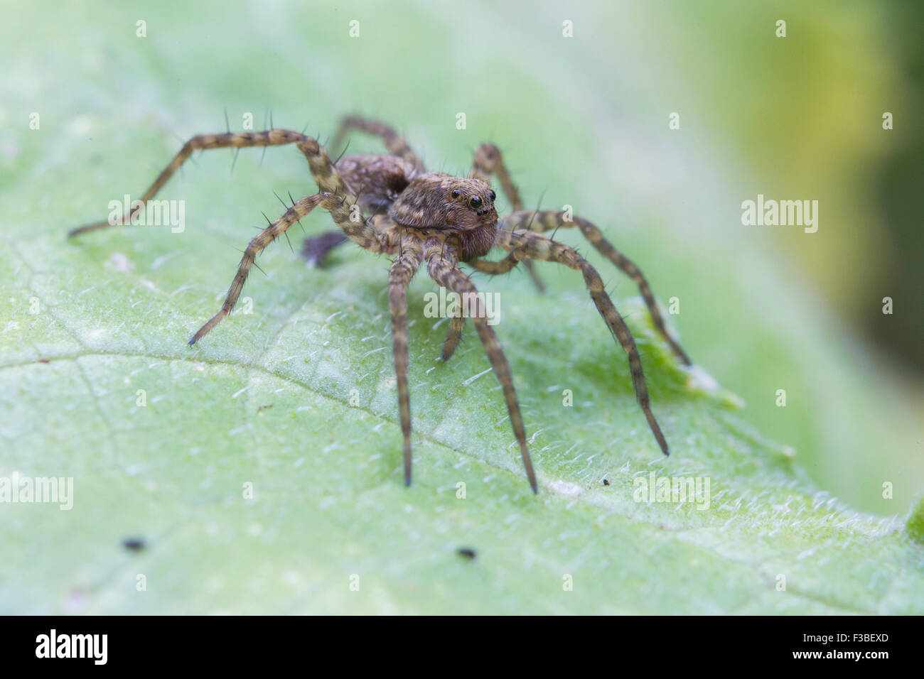 Wolf spider ready for attack Stock Photo - Alamy