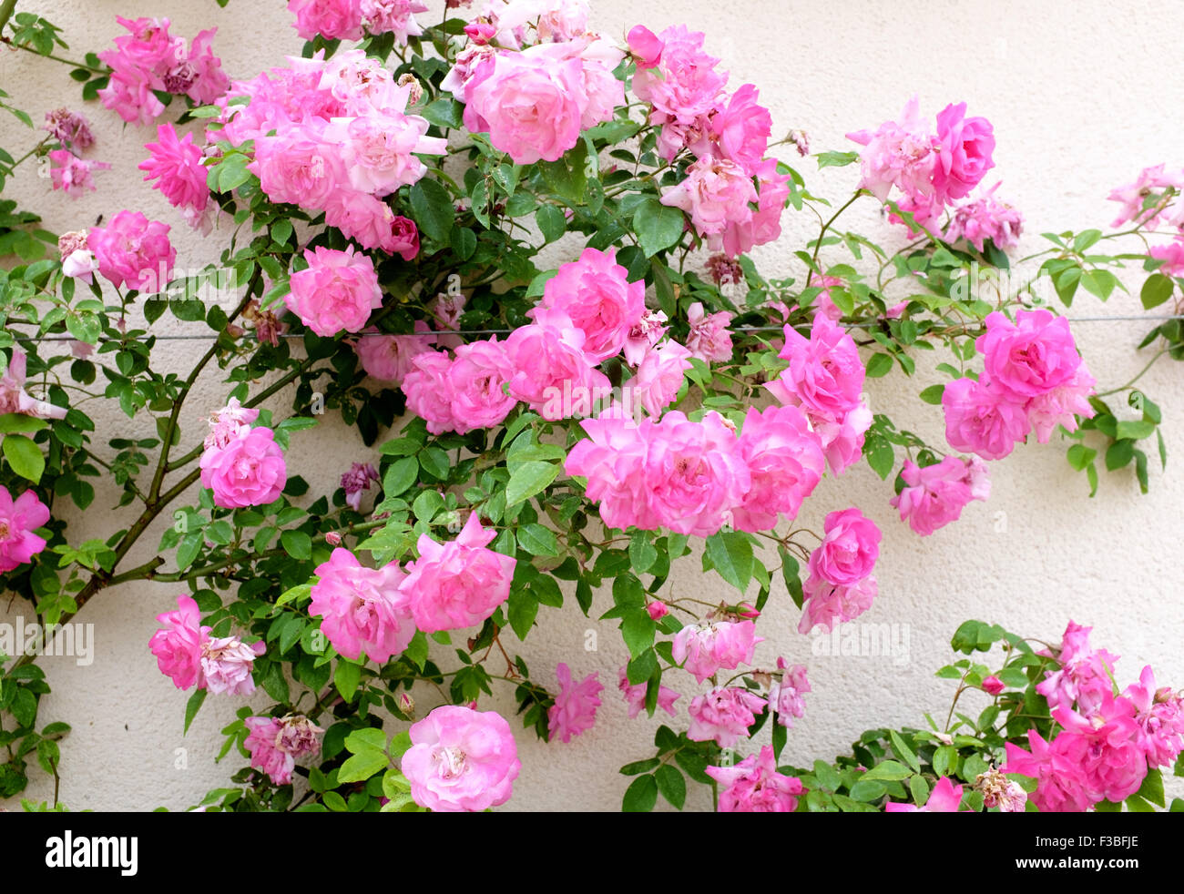 Roses trained against a wall in flower in the rose garden of Saint