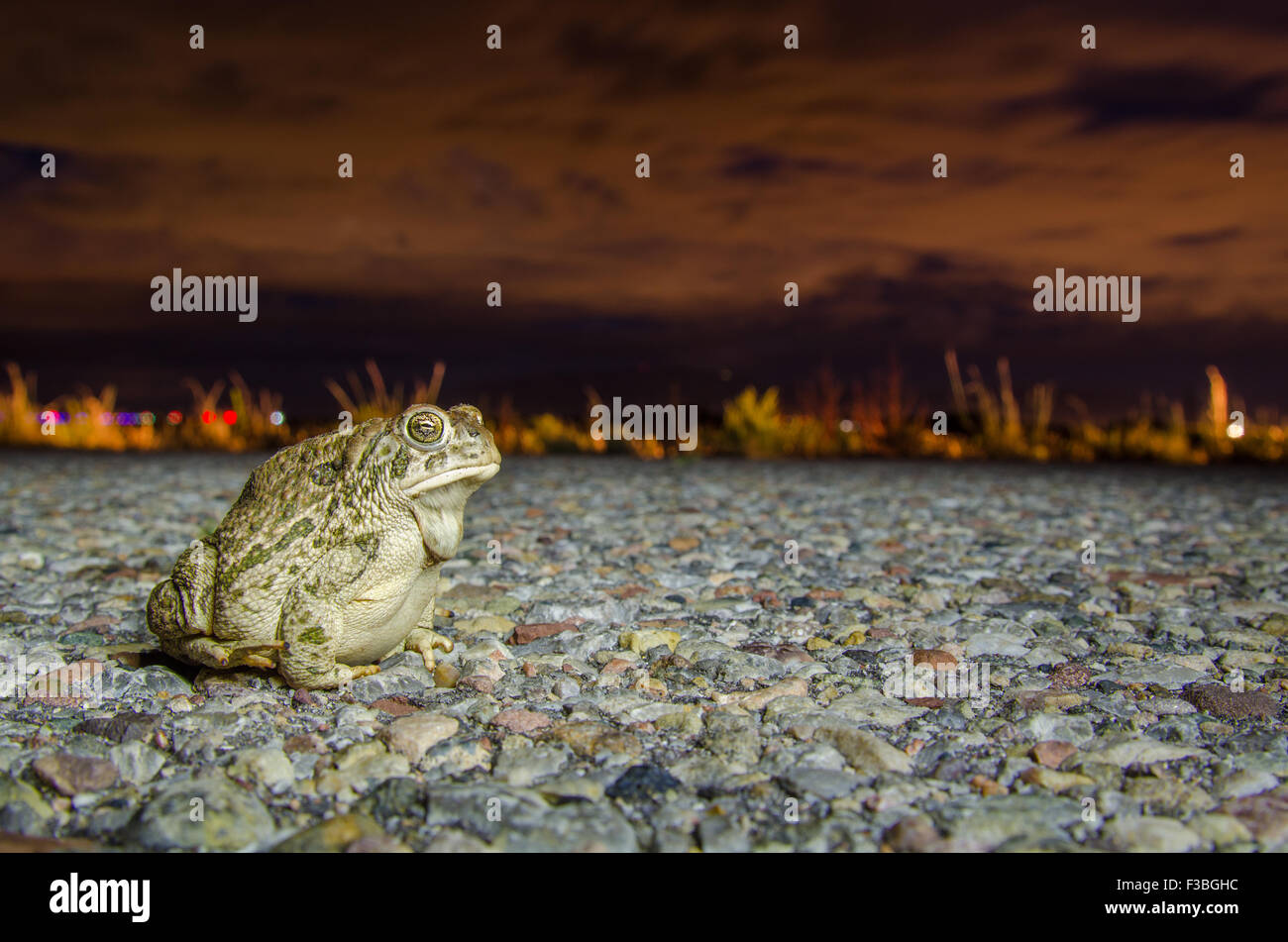 Great Plains Toad, (Anaxyrus cognatus), west of Albuquerque, New Mexico, USA. Stock Photo