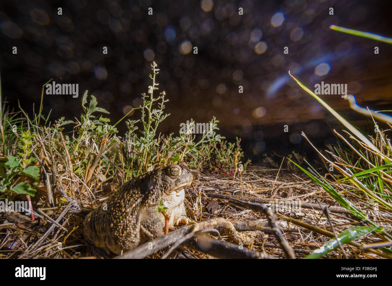 Great Plains Toad, (Anaxyrus cognatus), west of Albuquerque, New Mexico, USA. Stock Photo