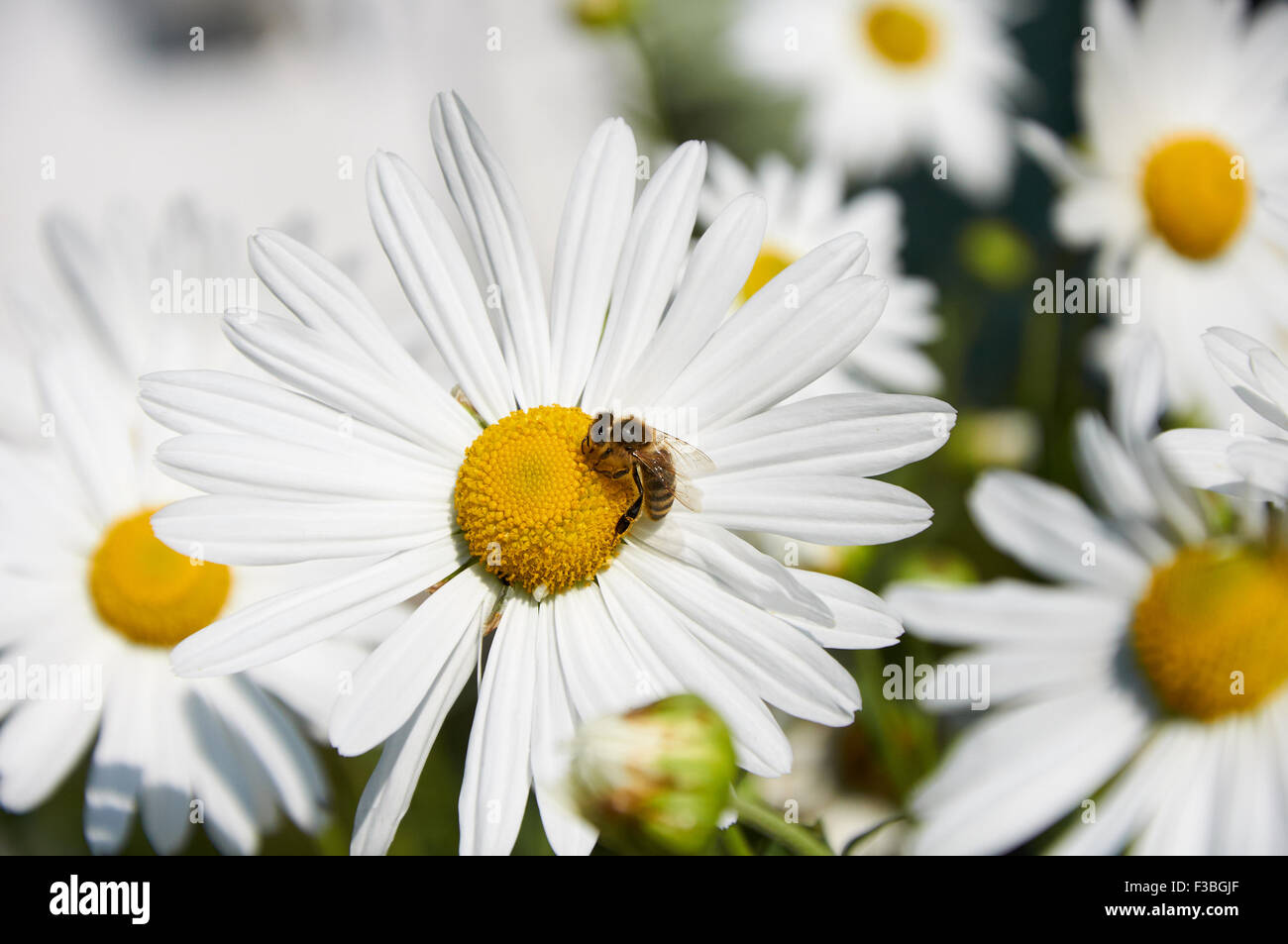 Bee is working on big flowers of decorative chamomiles Stock Photo