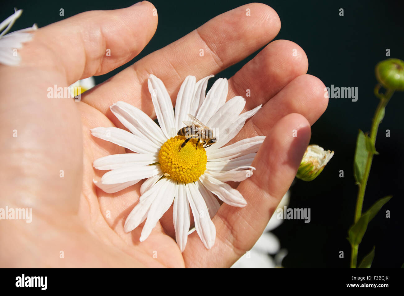 White daisy and bee in a hand Stock Photo