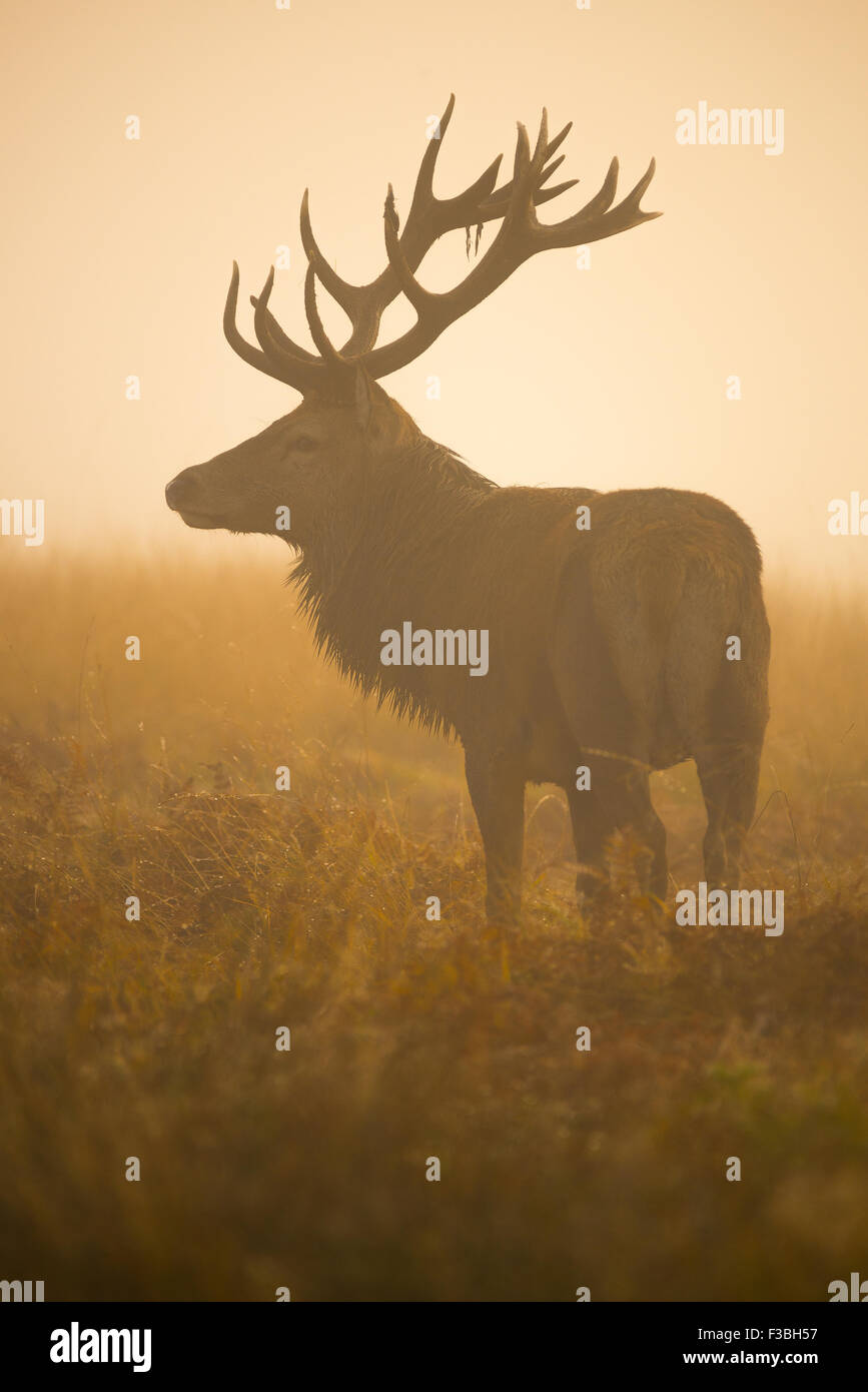 Large red deer stag in thick early morning fog. Stock Photo