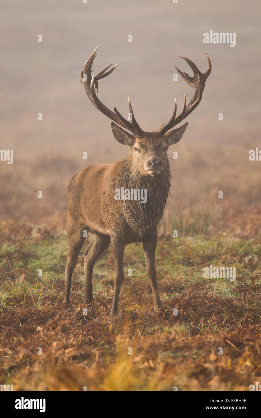 Autumn deer fog hires stock photography and images Alamy