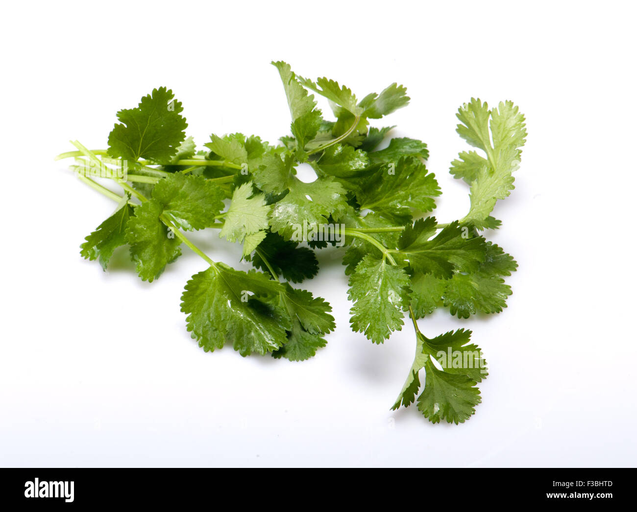 fresh cilantro Stock Photo