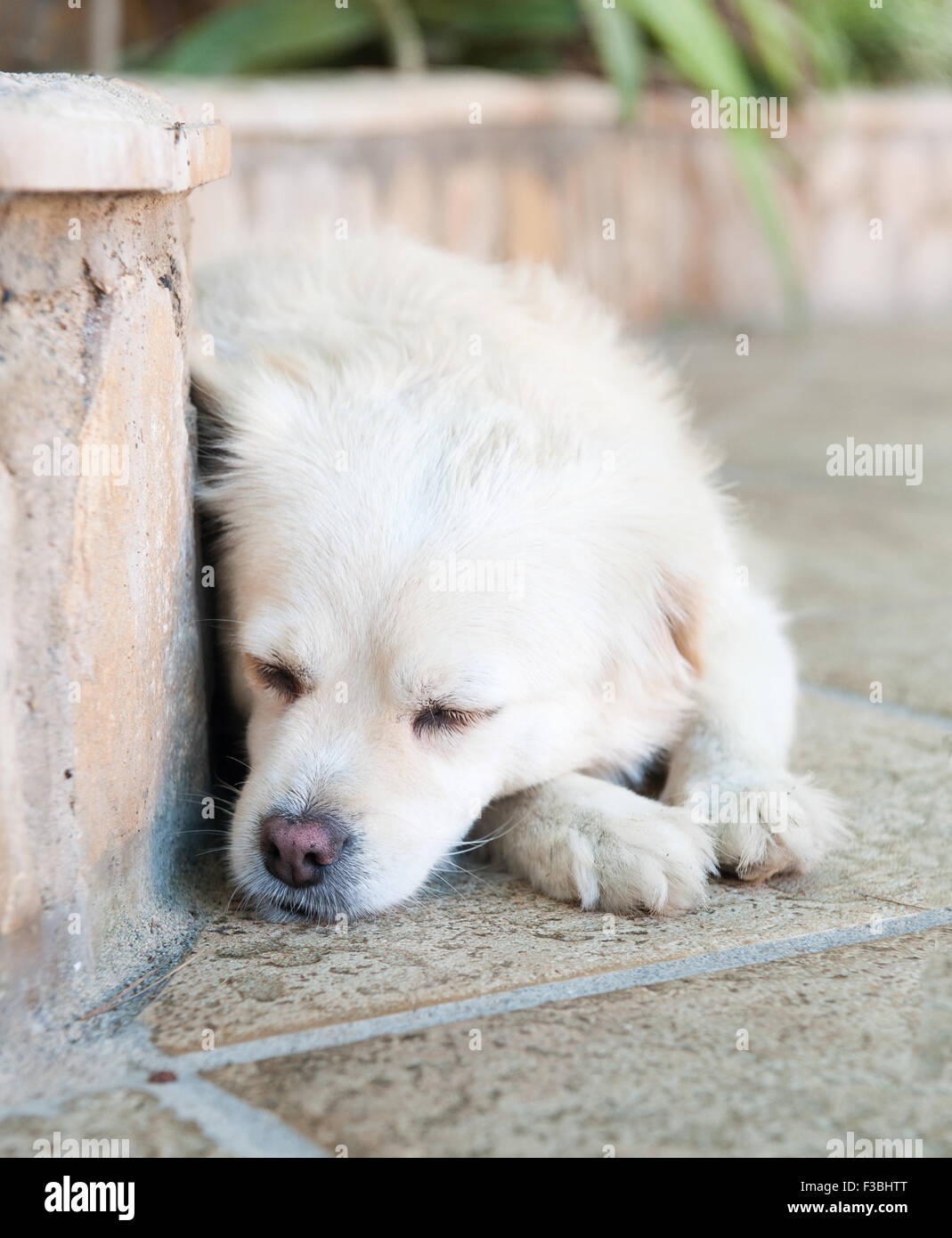The dog sleeps Stock Photo