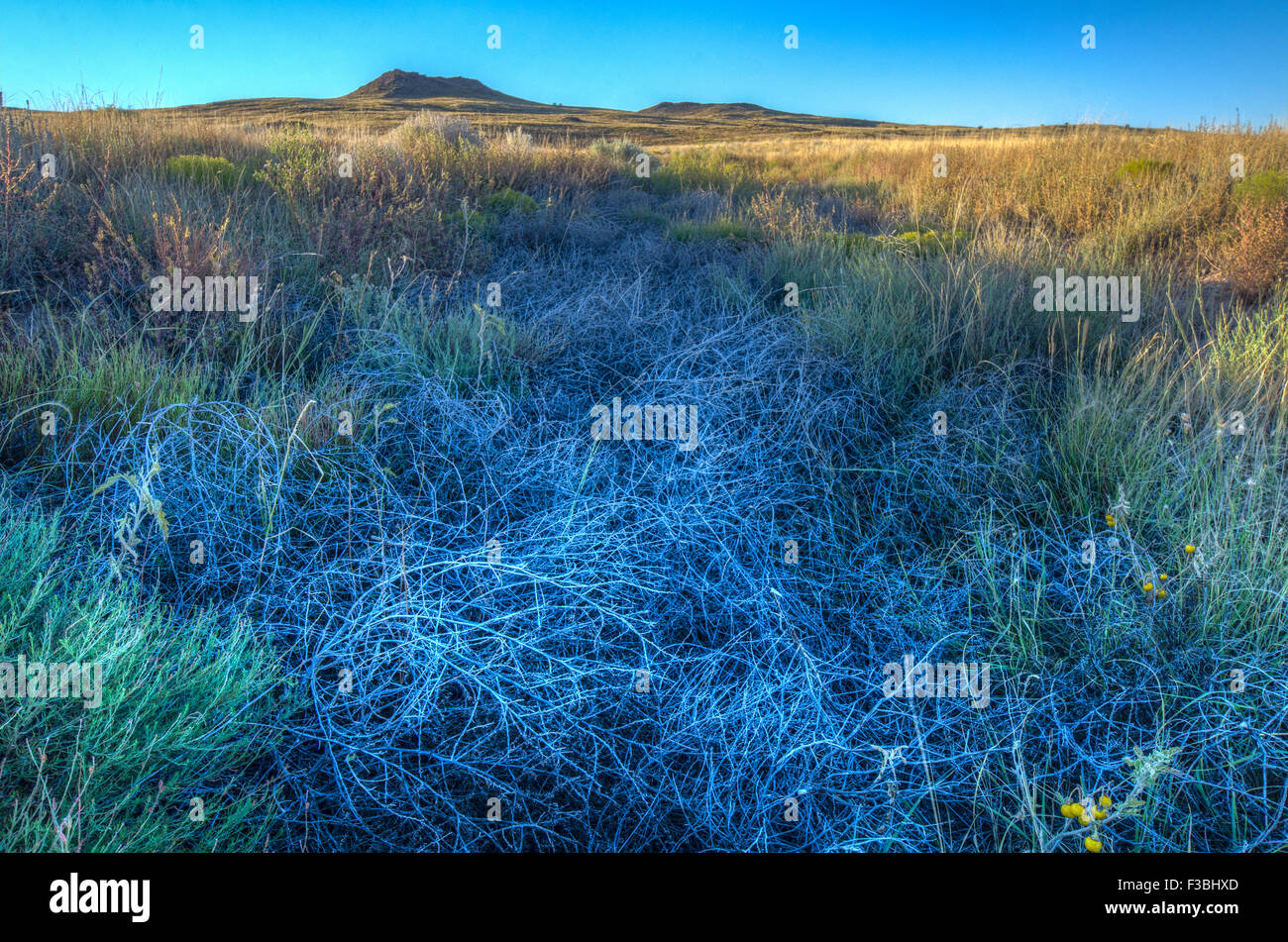 Dried Tumbleweeds caught in a small arroyo, Volcanoes Day Use Area, Petroglyph National Monument, New Mexico, USA. Stock Photo