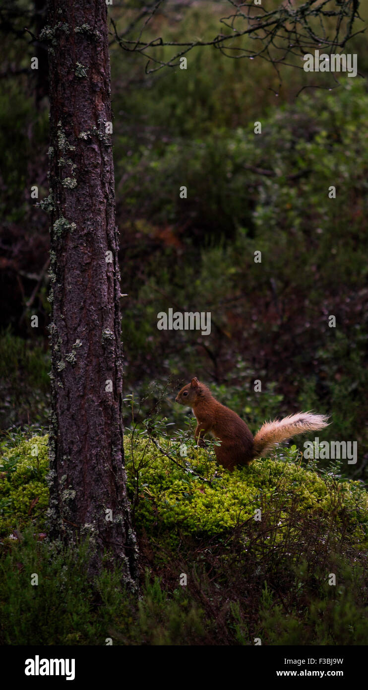 Red squirrel (Sciurus vulgaris) pausing on the forest floor in the Cairngorms. Stock Photo