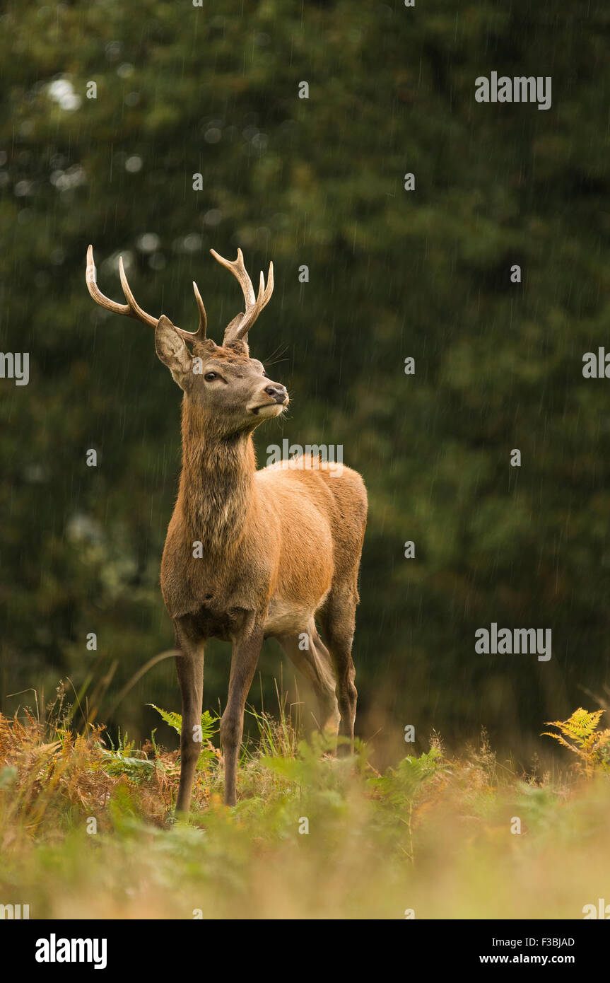 Red deer stag in woodland setting. Rain shower. Stock Photo