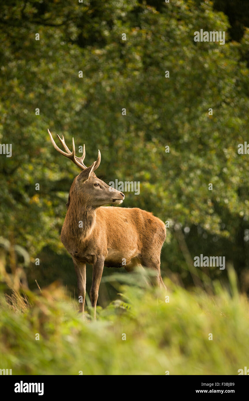 Single red deer stag in woodland. Light shower. Stock Photo